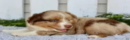 Miniature Australian Shepherd dogs for sale: Miniature Australian Shepherd 1 - Ad 3
