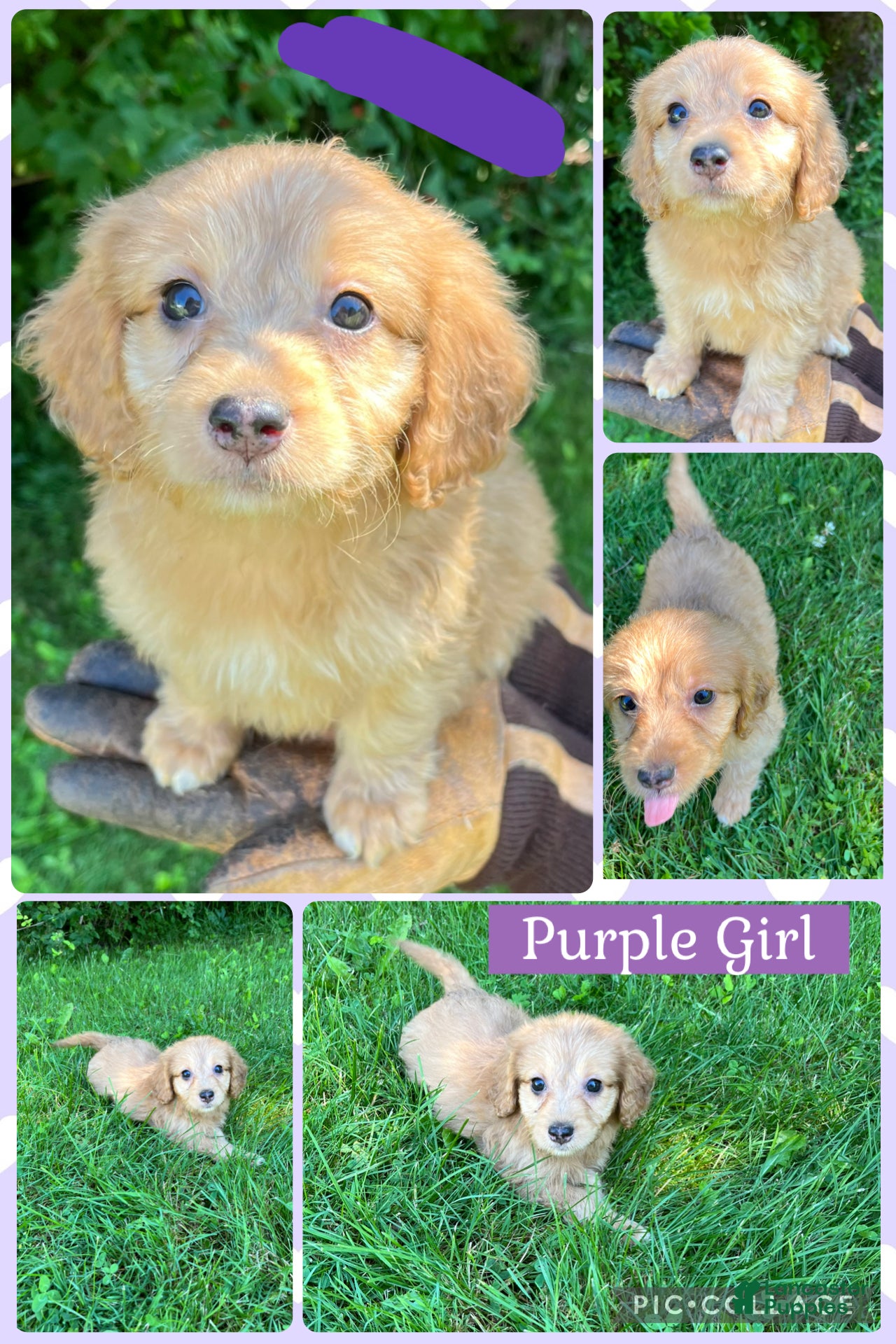 Doxiepoo dogs Purple Girl - Ad 7