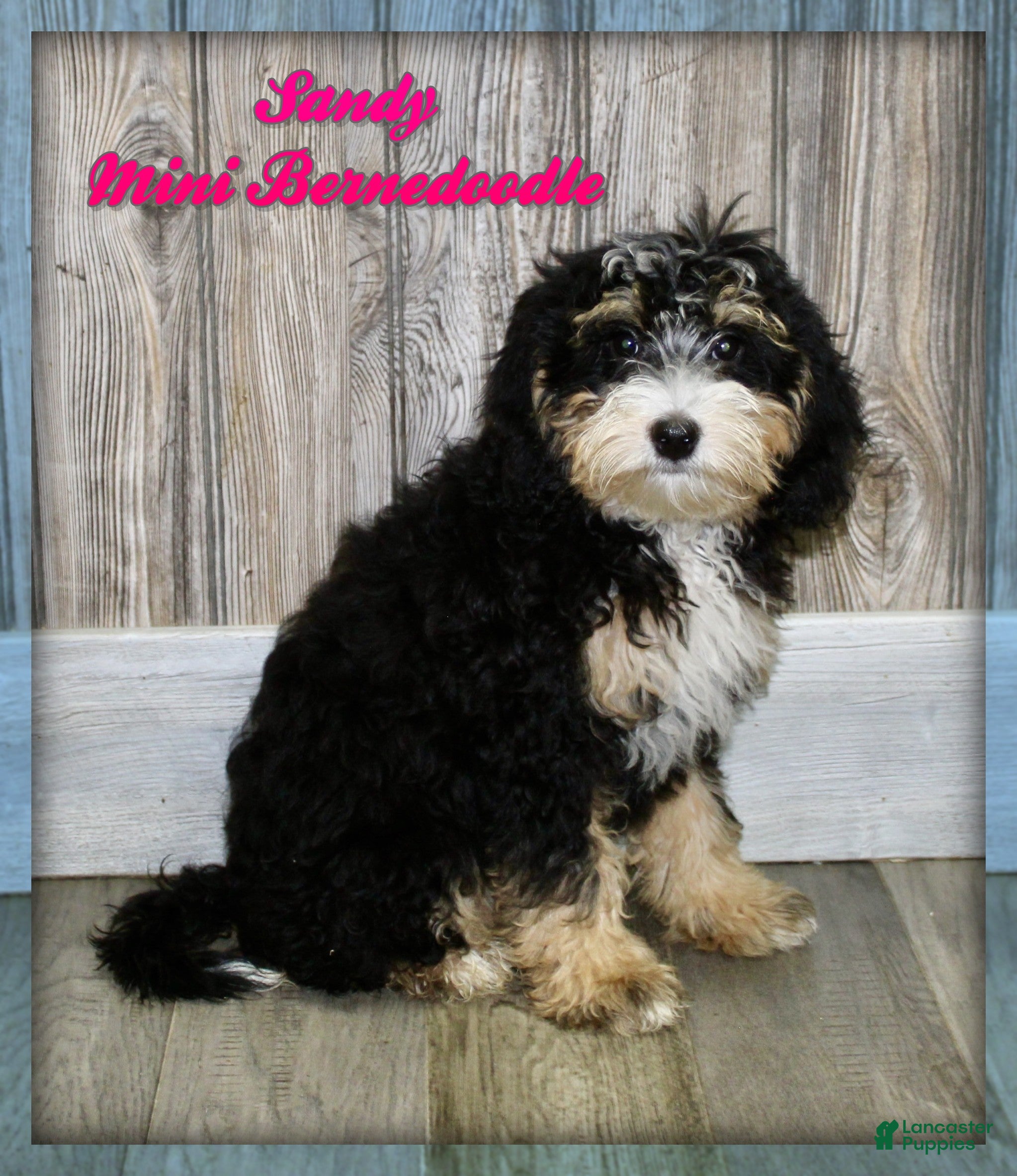 Mini Bernedoodle dogs Sandy - Ad 1