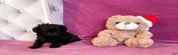 Yorkiepoo dogs for sale: Cyprus Caesar  - Ad 5