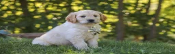 Mixed Breed dogs for sale: Jack - Ad 4