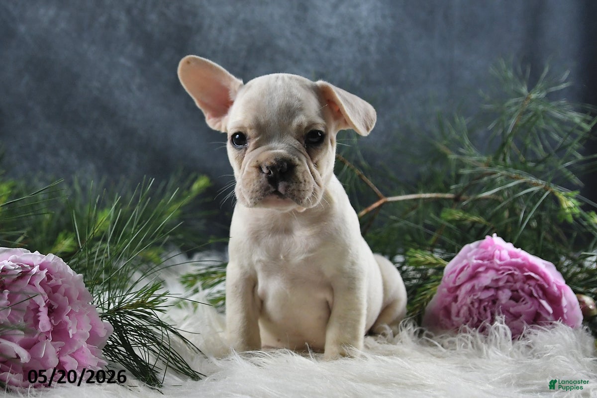 French Bulldog dogs for sale: Jenny - Ad 2