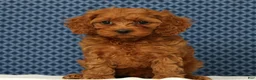 Cockapoo dogs for sale: Princess - Ad 3