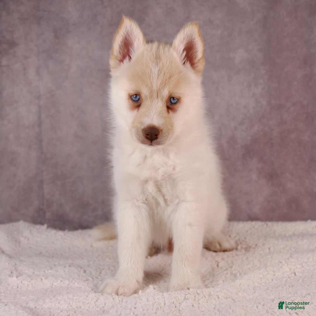 Pomsky dogs for sale: AJay - Ad 2