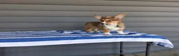 Welsh Corgi Pembroke dogs for sale: Louis - Ad 5
