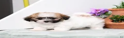 Teddy Bear dogs for sale: Unity - Ad 3