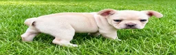 French Bulldog dogs for sale: French Bulldog Male LEO - Ad 3