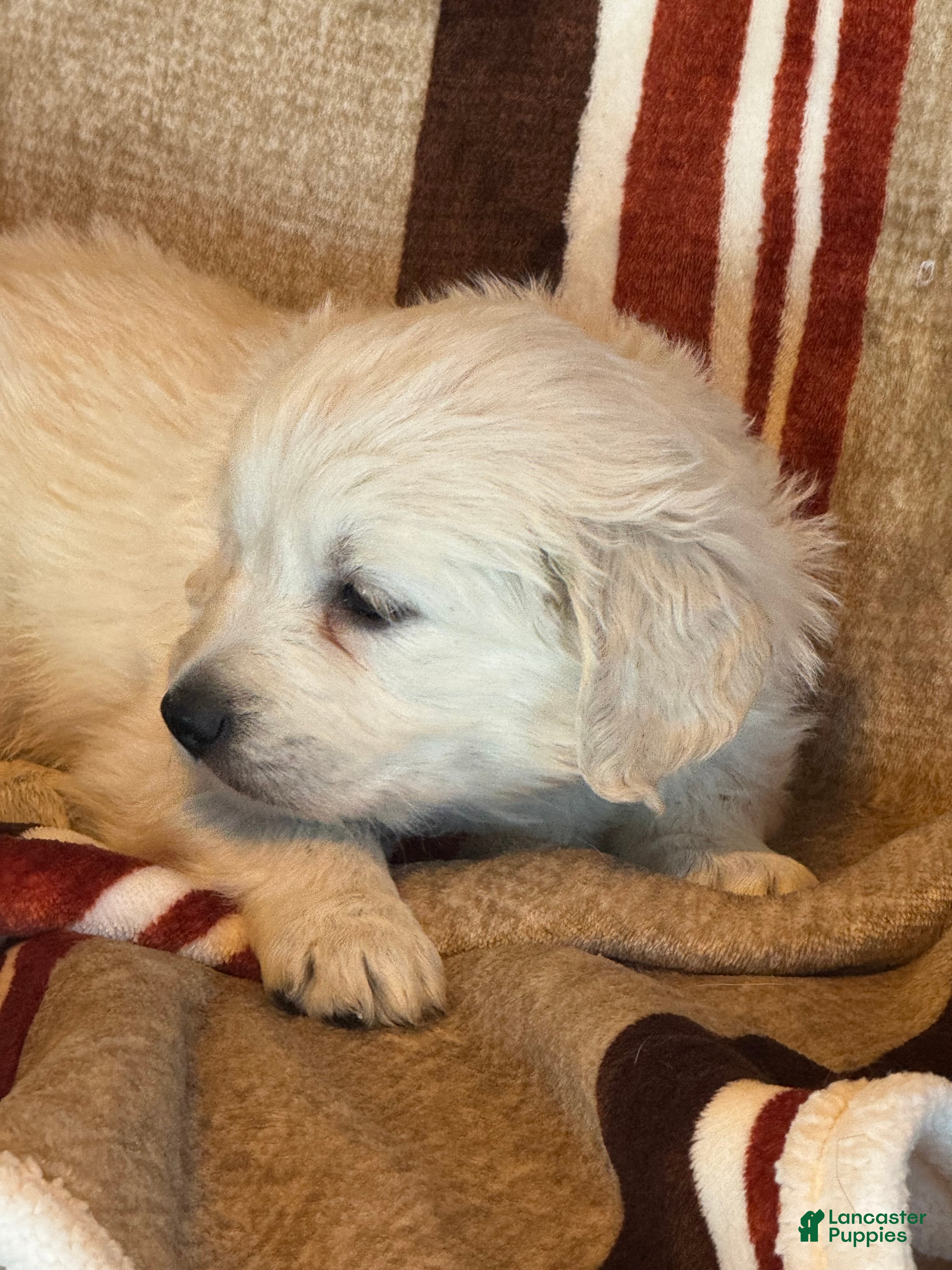 Golden Retriever dogs Green male- Lindy  - Ad 2