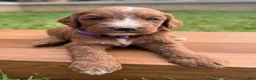 Irish Doodle dogs for sale: Aspen - Ad 6