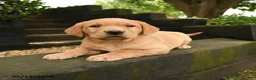 Labrador Retriever dogs for sale: Autumn - Ad 2