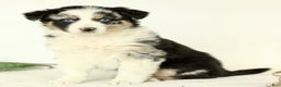 Australian Shepherd dogs for sale: Gladys  - Ad 2