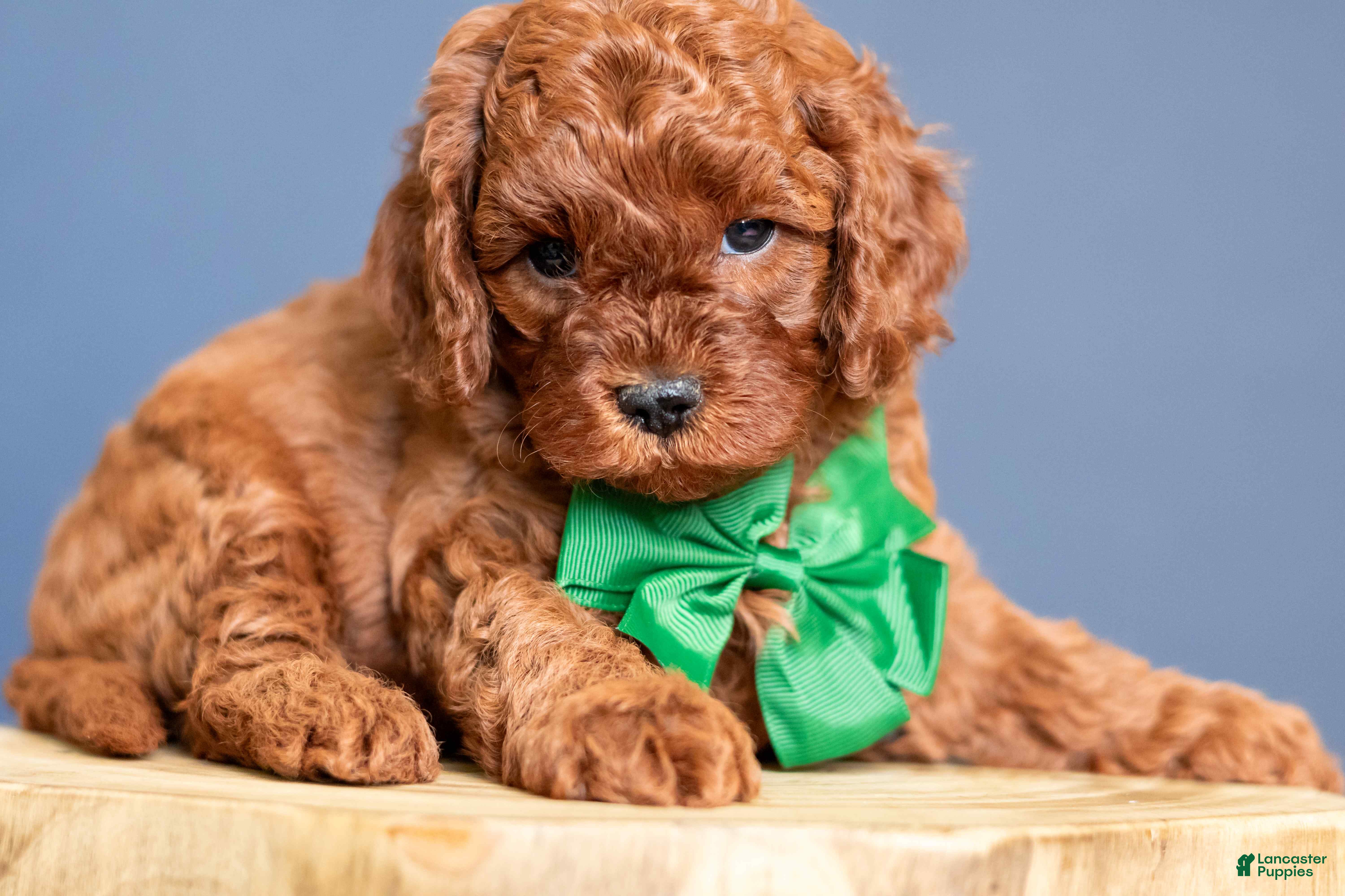 Cavapoo dogs Cinch - Ad 2