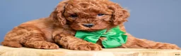 Cavapoo dogs for sale: Cinch - Ad 2