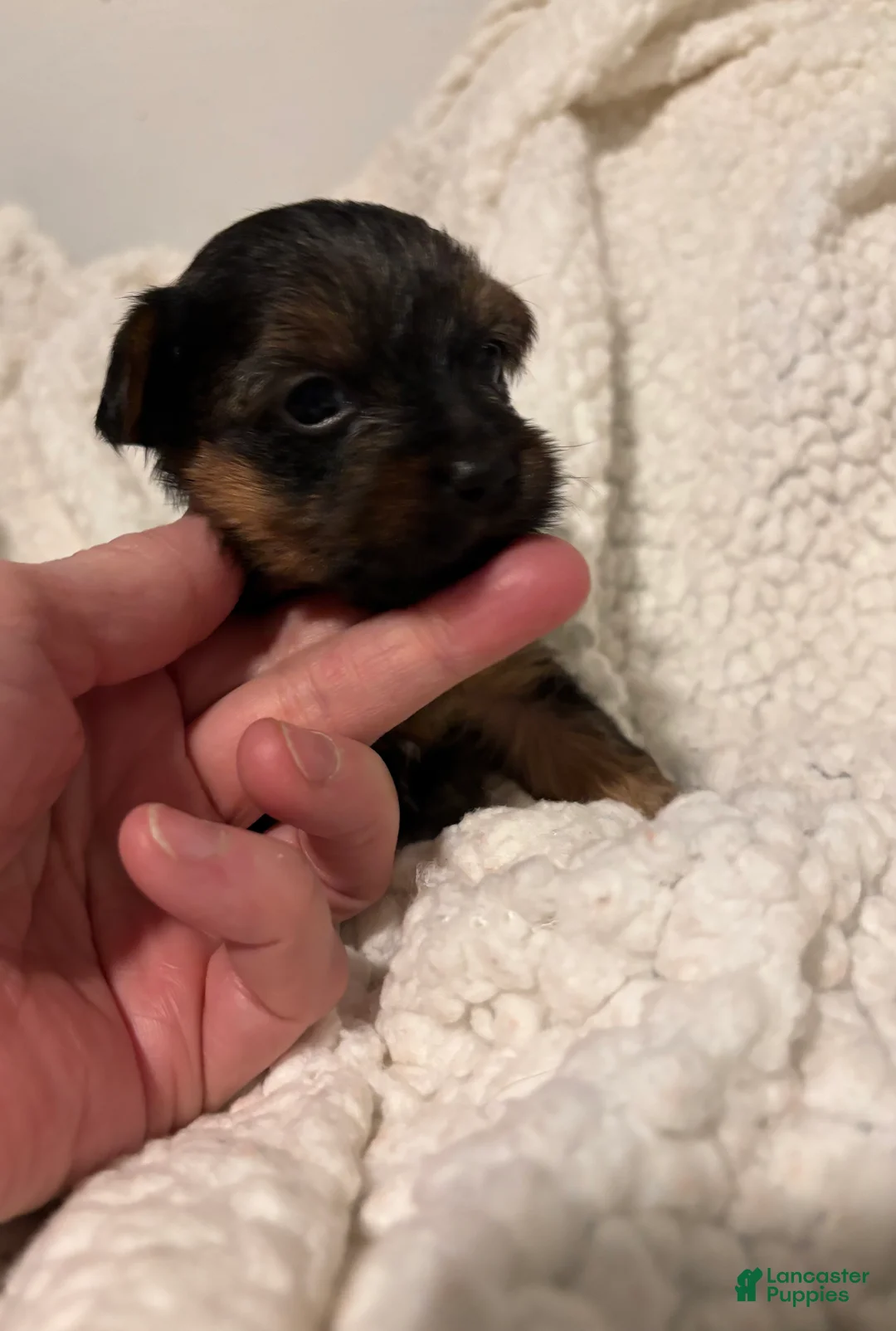 Yorkiepoo dogs for sale: Yorkiepoo Puppy 3 - Ad 1
