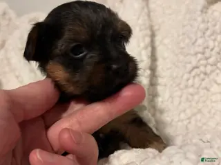 Yorkiepoo dogs for sale: Yorkiepoo Puppy 3 - Ad 2