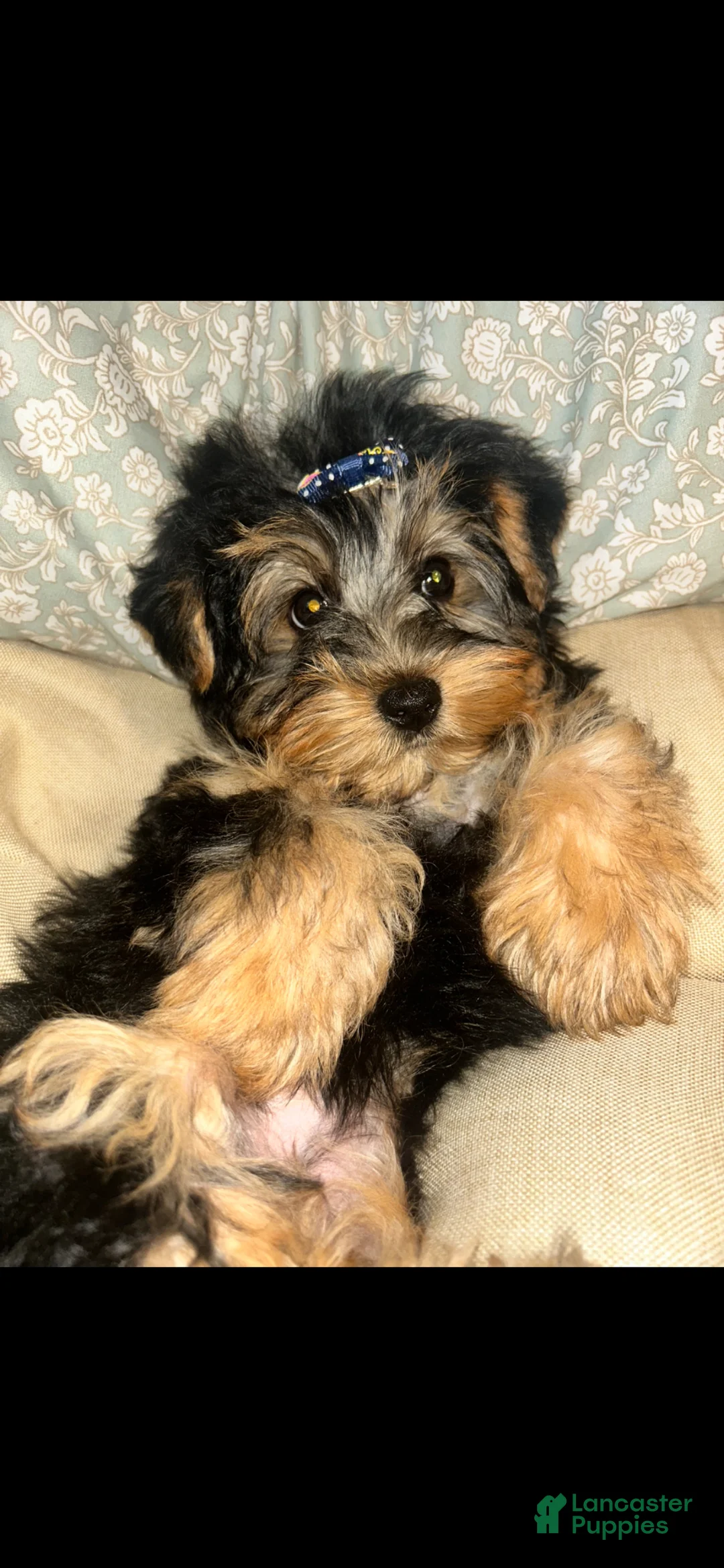 Yorkshire Terrier dogs for sale: Yorkshire Terrier Puppy 1 - Ad 6