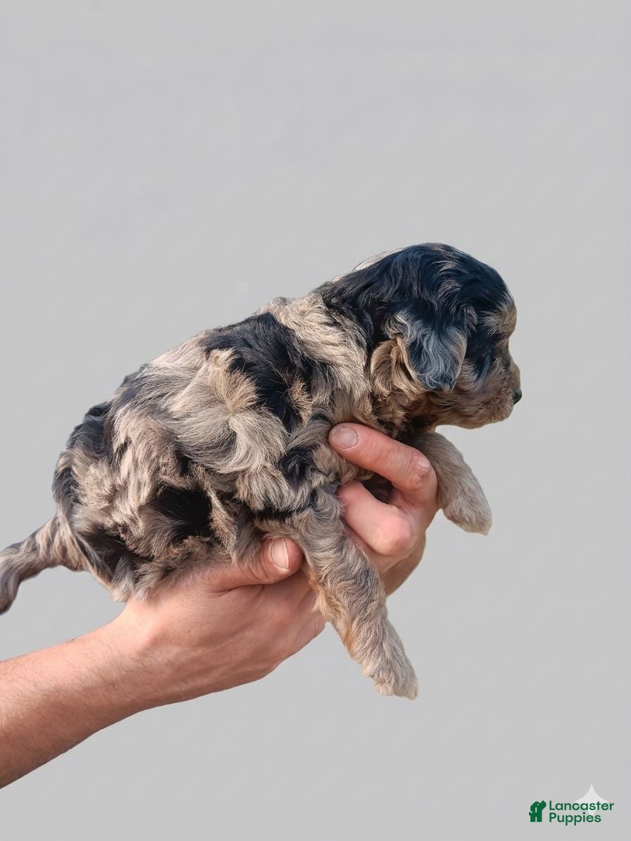 Aussiedoodle dogs Ace - Ad 2