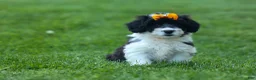 Corgipoo dogs for sale: NORMAN - Ad 3