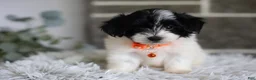 Maltipoo dogs for sale: Tiny - Ad 14