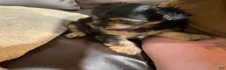Yorkshire Terrier dogs for sale: Yorkshire Terrier 3 - Ad 1