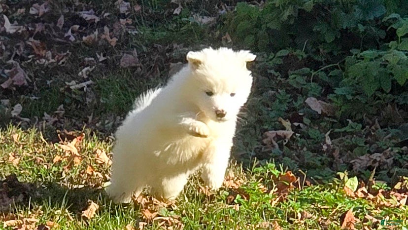 Samoyed dogs for sale: Beast - Ad 2