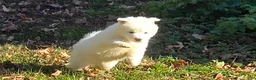 Samoyed dogs for sale: Beast - Ad 2