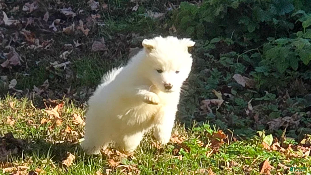 Samoyed dogs for sale: Beast - Ad 2
