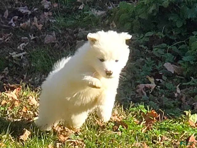 Samoyed dogs for sale: Beast - Ad 2