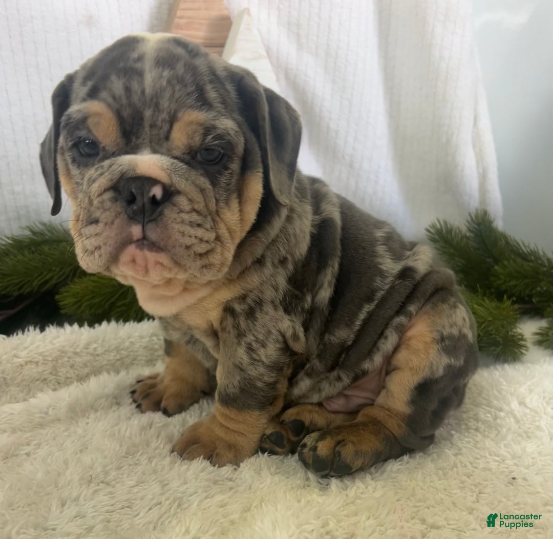 English Bulldog dogs for sale: Lindsay - Ad 10
