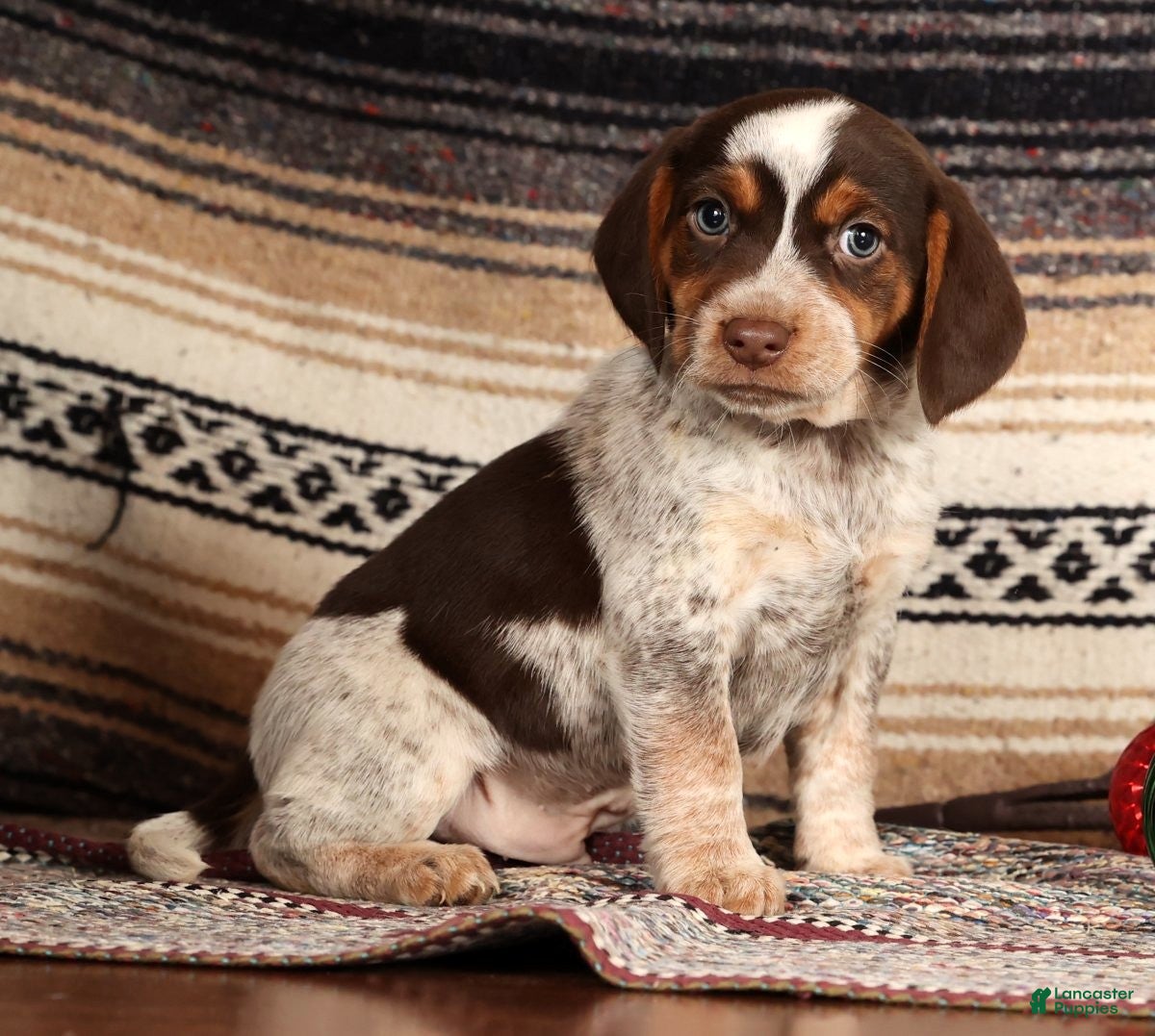 Beagle dogs Cupid - Ad 7