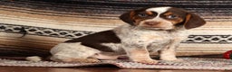 Beagle dogs for sale: Cupid - Ad 4