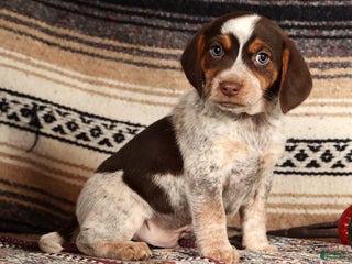 Beagle dogs Cupid - Ad 7