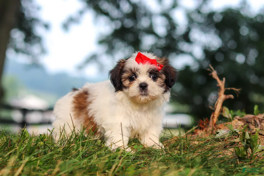 Shih Tzu dogs for sale: Honey - Ad 5