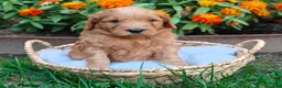 Goldendoodle dogs for sale: Rocky - Ad 6