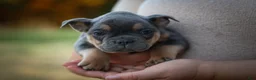 Frenchton dogs for sale: Peaches 🍑 — A Charming F2 Frenchton Puppy! - Ad 21