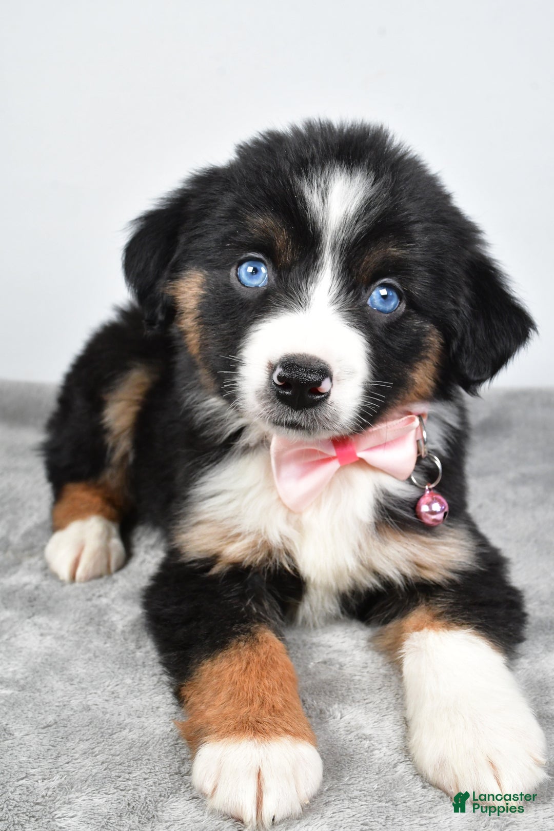 Miniature Australian Shepherd dogs for sale: Oriana - Ad 5