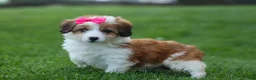 Corgipoo dogs for sale: NALA - Ad 5