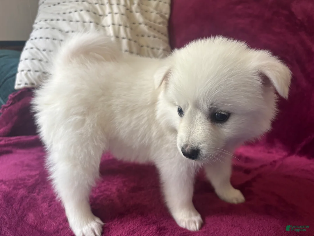 American Eskimo dogs for sale: Kiah - Ad 2