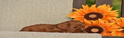 Cavapoo dogs for sale: Alan - Ad 4