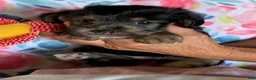 Shorkie dogs for sale: Shorkie 4 - Ad 1