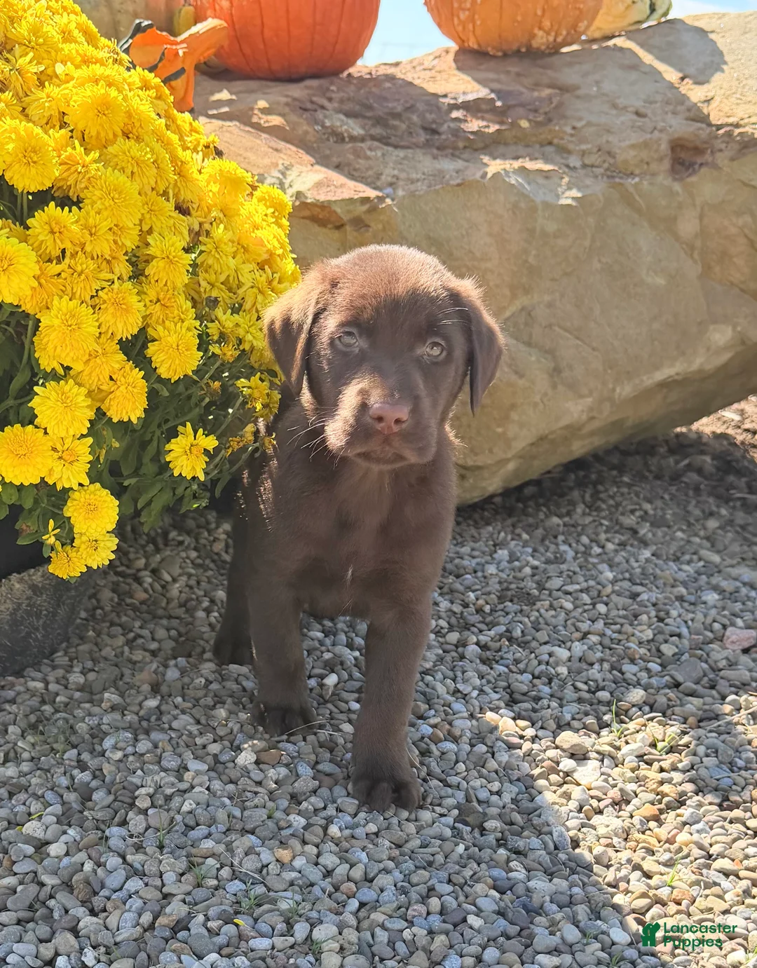 Labrador Retriever dogs for sale: Bentley - Ad 1