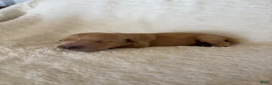 Benji