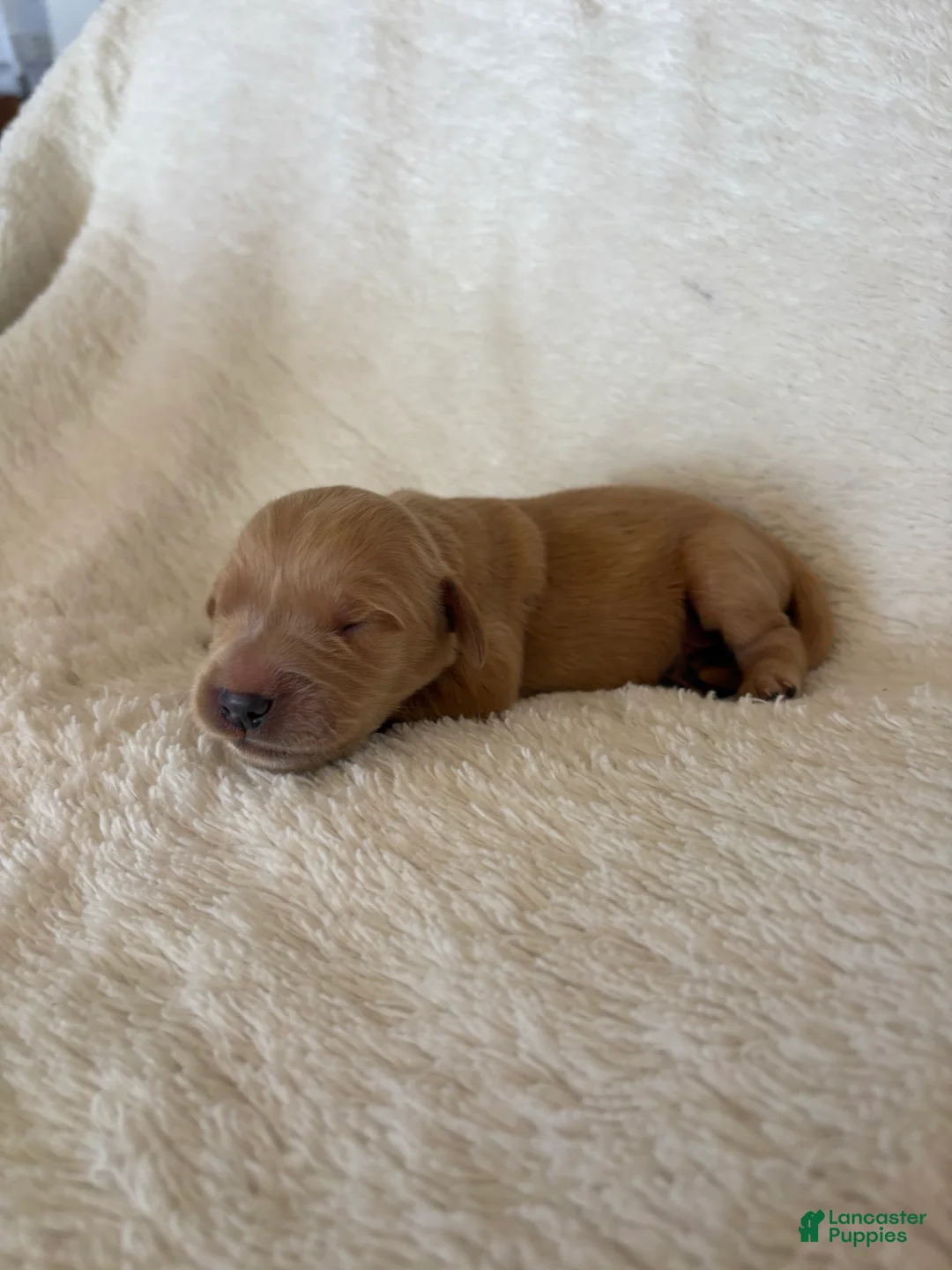 Golden Retriever dogs for sale: Benji - Ad 1