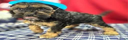 Cockapoo dogs for sale: Batty - Ad 12
