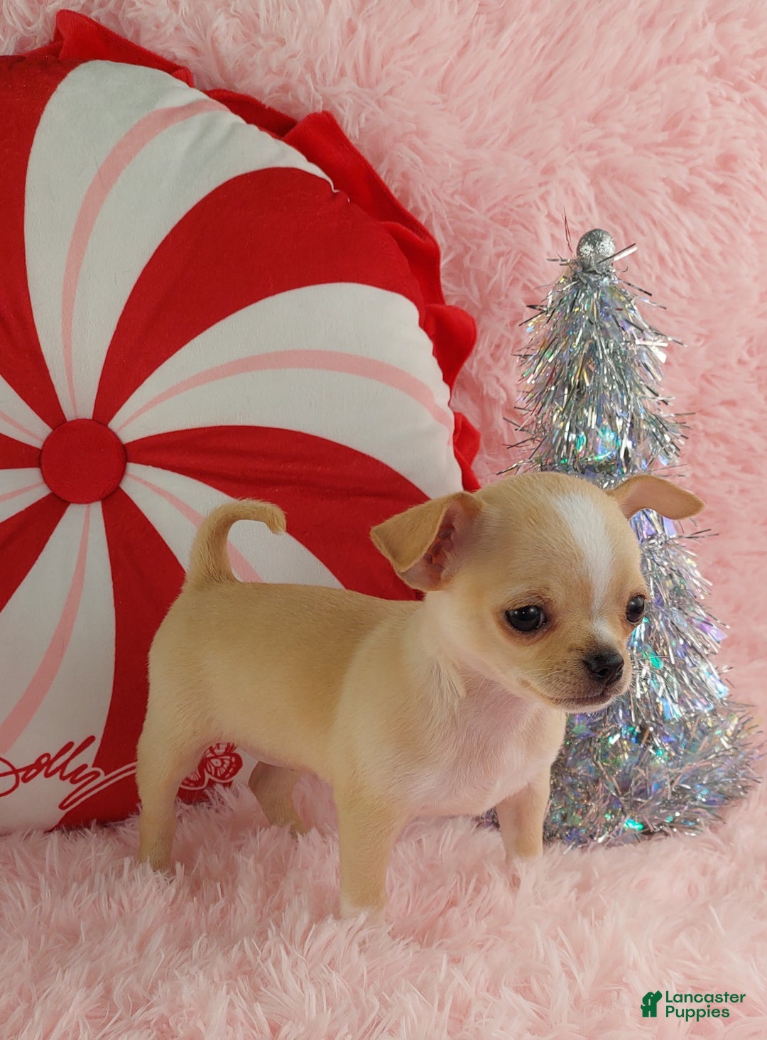 Chihuahua dogs for sale: Chihuahua Puppy 2 - Ad 12