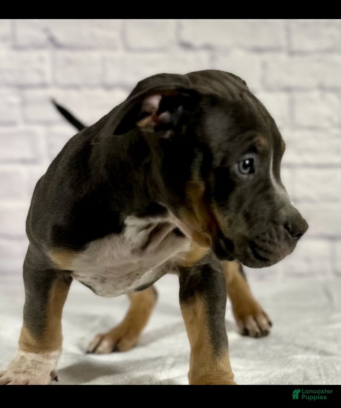 American Bully dogs Jake - Ad 36