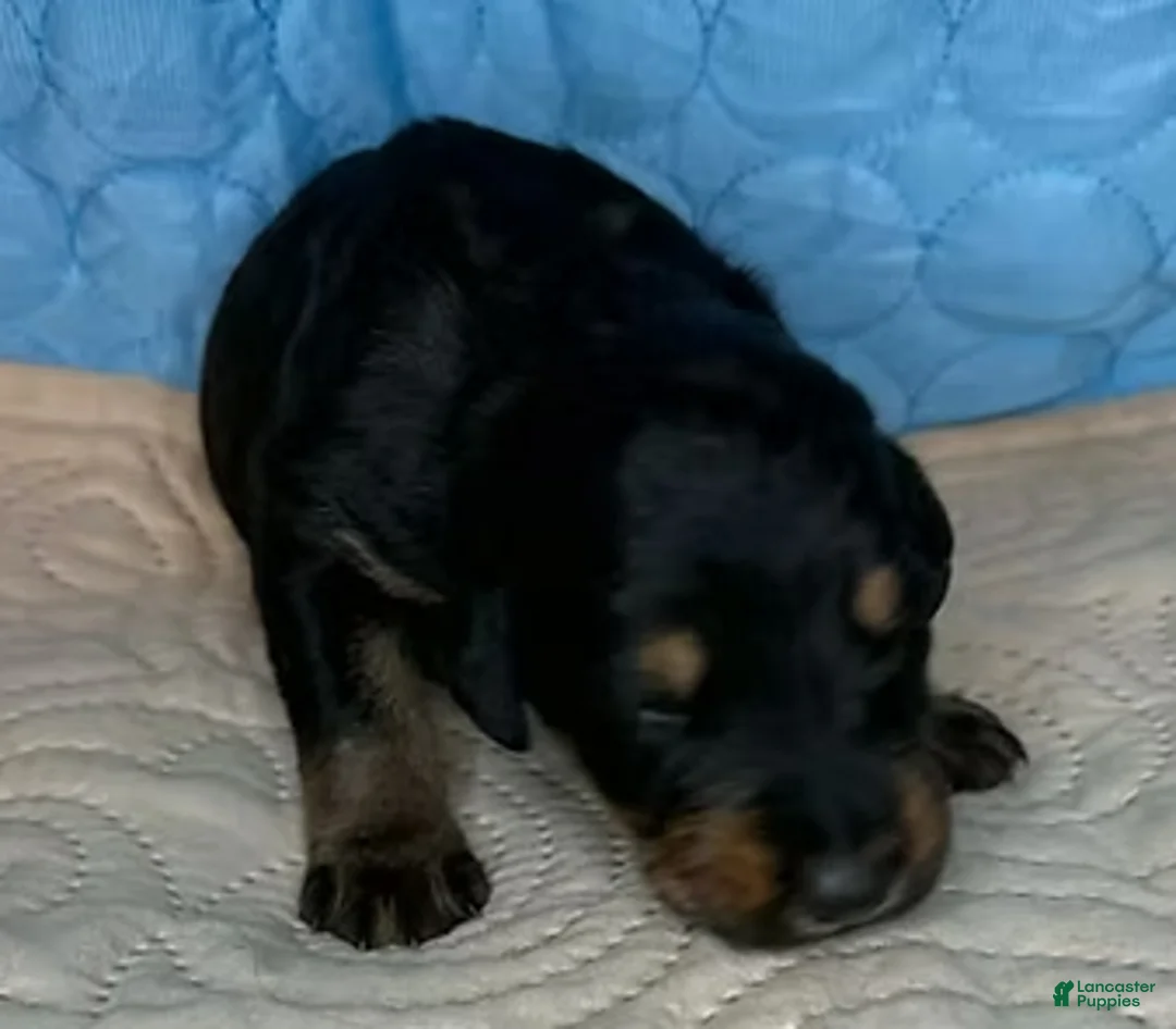 Mixed Breed dogs for sale: Marilyn - Ad 3