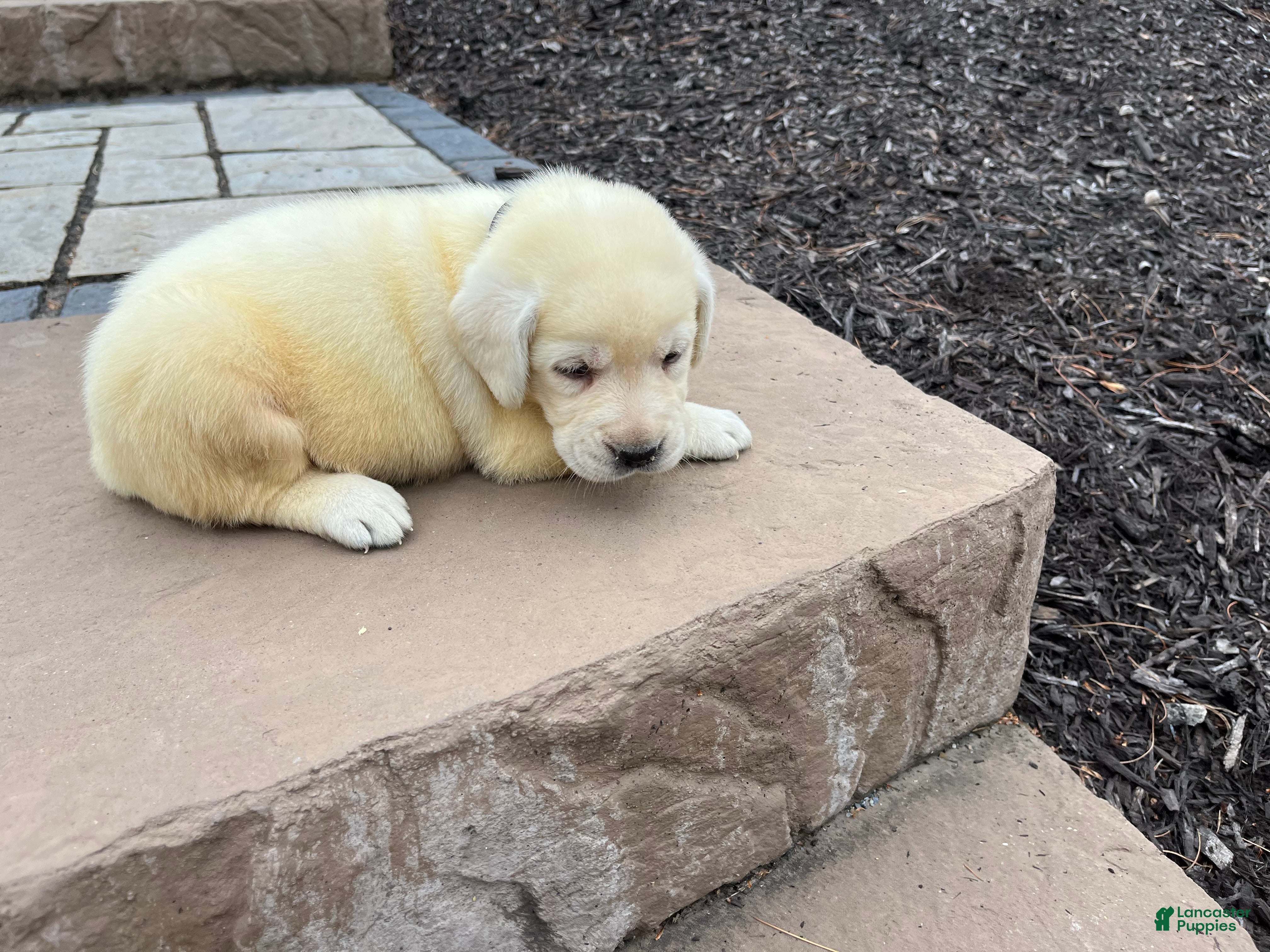 Labrador Retriever dogs Violet - Ad 2