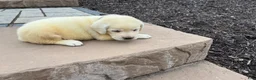 Labrador Retriever dogs for sale: Violet - Ad 2