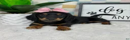 Miniature Dachshund dogs for sale: Daphne - Ad 3